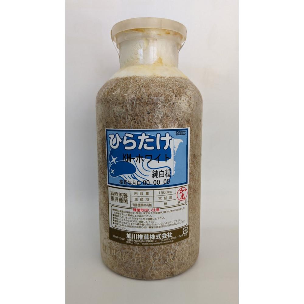 【キノコ予約】　ひらたけおが菌　ＫＭホワイト　純白種　１５００ｃｃ　【申込期限：２月２２日】