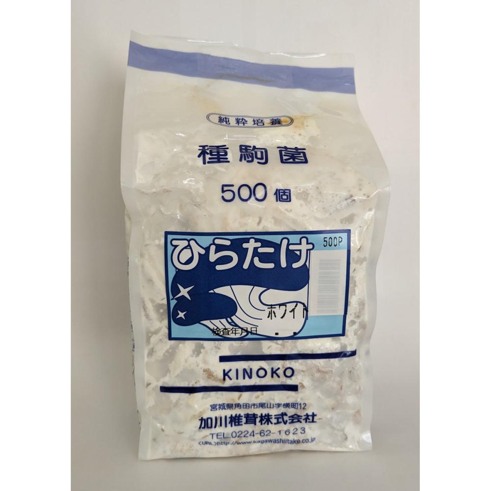【キノコ予約】　ひらたけ種駒　ＫＭホワイト　純白種　５００Ｐ　【申込期限：２月２２日】