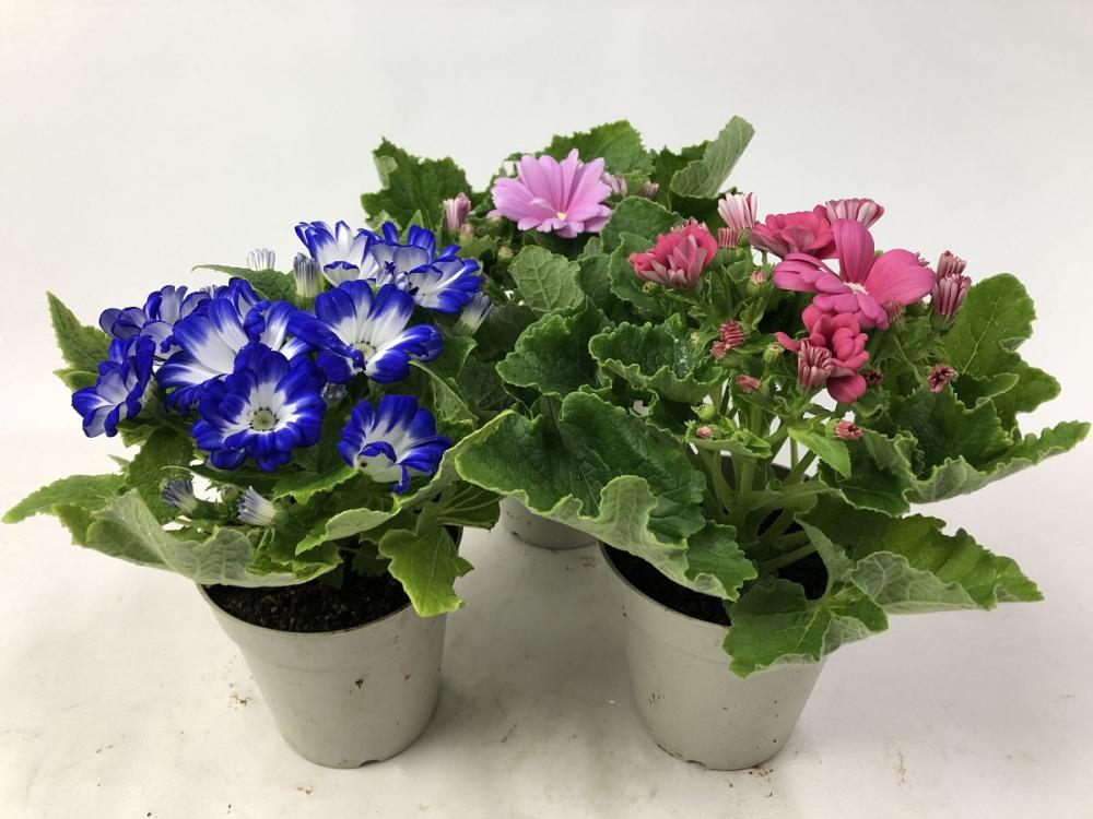 【卒入学予約】　サイネリア　１５ｃｍ鉢　紫系　【申込期限：２月１５日】