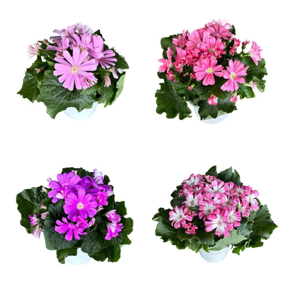 【卒入学予約】　サイネリア　１５ｃｍ鉢　ピンク系　【申込期限：２月１５日】