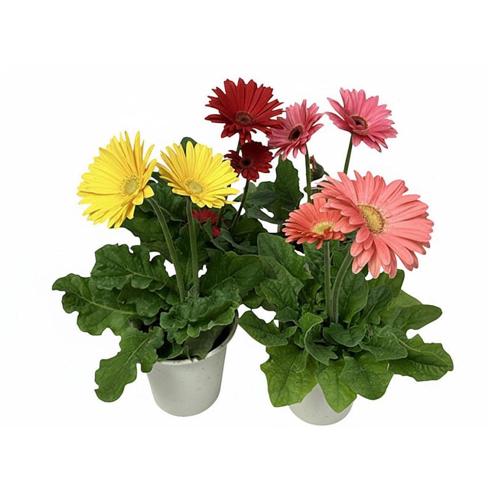 【卒入学予約】　ガーベラ　１２ｃｍ鉢　赤系　【申込期限：３月１５日】