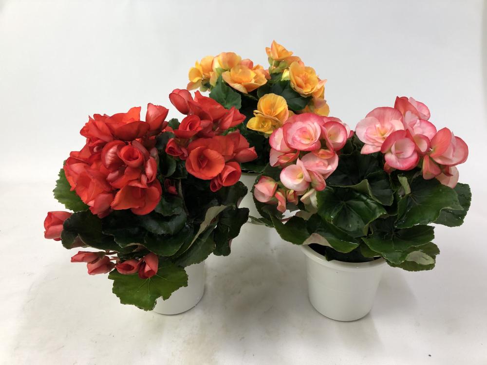 卒入学 リーガーベゴニア １２ｃｍ鉢 ピンク系の通販 ホームセンター コメリドットコム