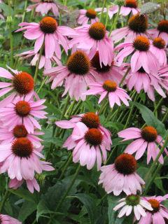 エキナセア ホームセンター通販コメリドットコム