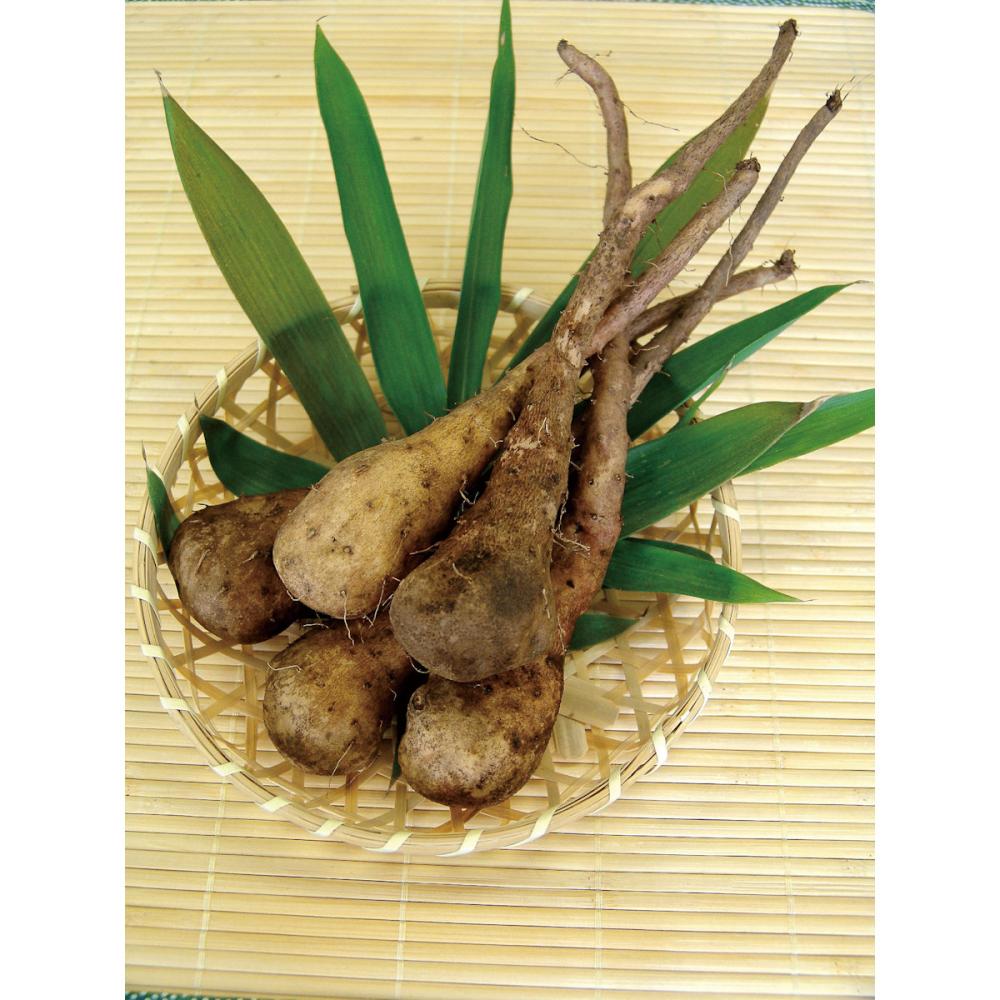 【野菜予約】　お手軽ねばりいも　１０本入　（国産）　【申込期限：２月１日】