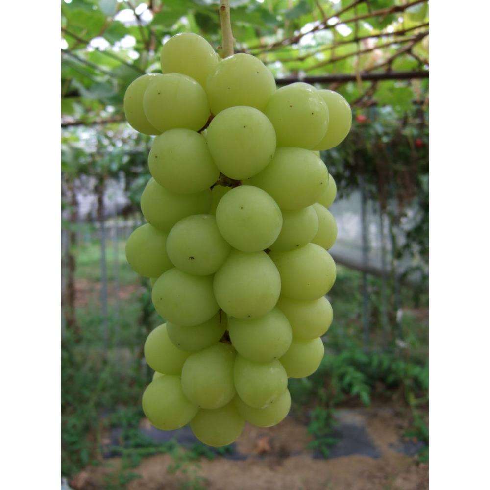 新潟県三条市産　農林水産大臣賞受賞　シャインマスカット　約２ｋｇ（４～６房入）　贈答用【ご注文期限８月３１日】