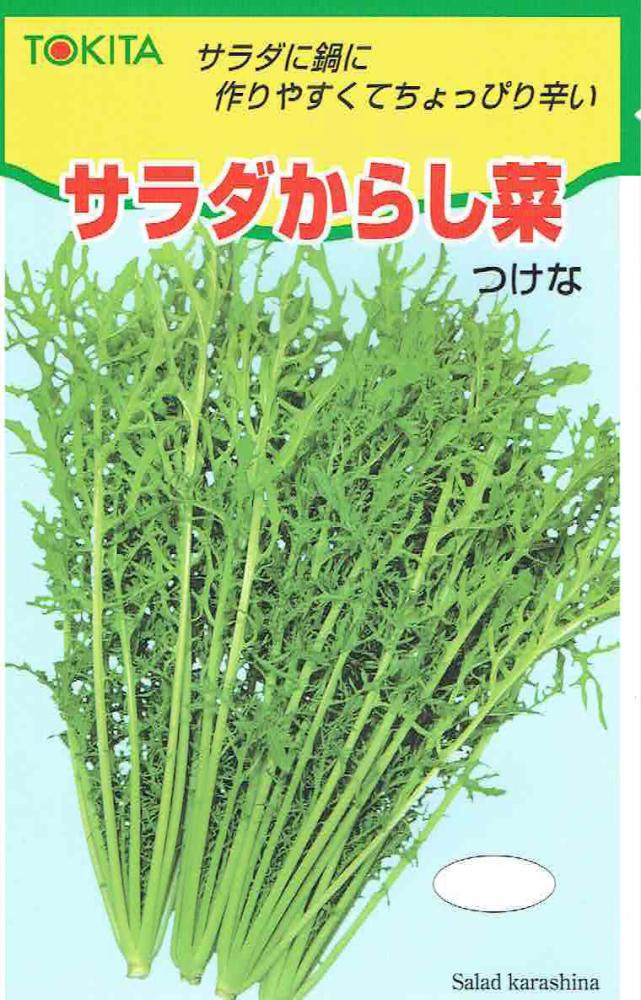 【宅配専用】　葉菜種子　サラダからし菜