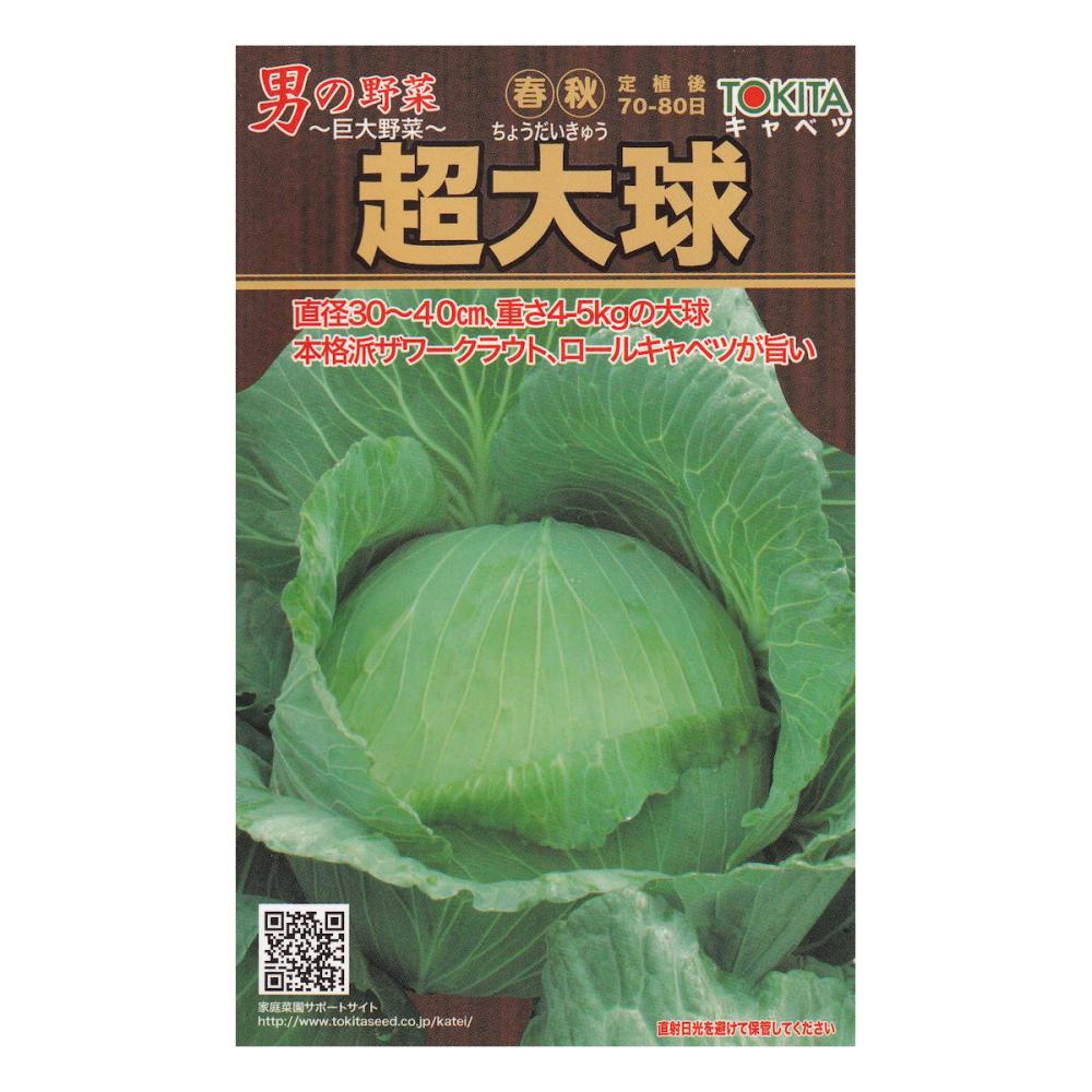 【宅配専用】　葉菜種子　キャベツ種子　超大球