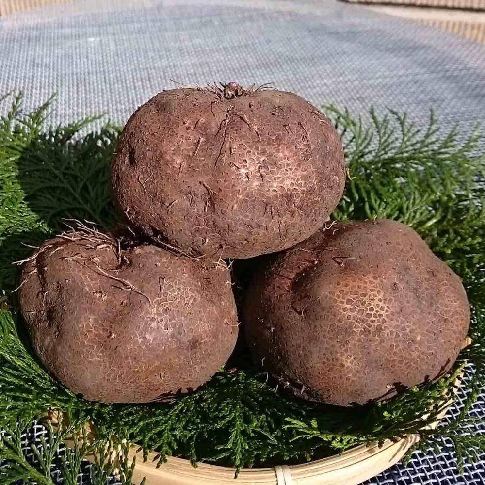 【春予約】　国産　丹波芋　５００ｇ　【引渡予定日：４／１１（土）～１９（日）】
