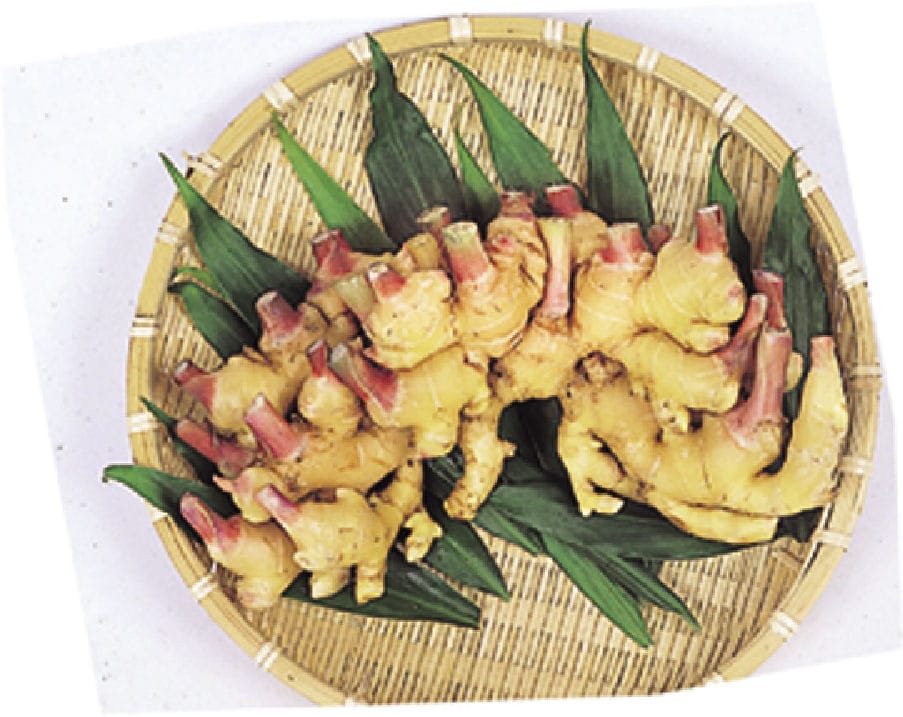 【春予約】　国産　三州生姜　３ｋｇ　【引渡予定日：４／１１（土）～１９（日）】