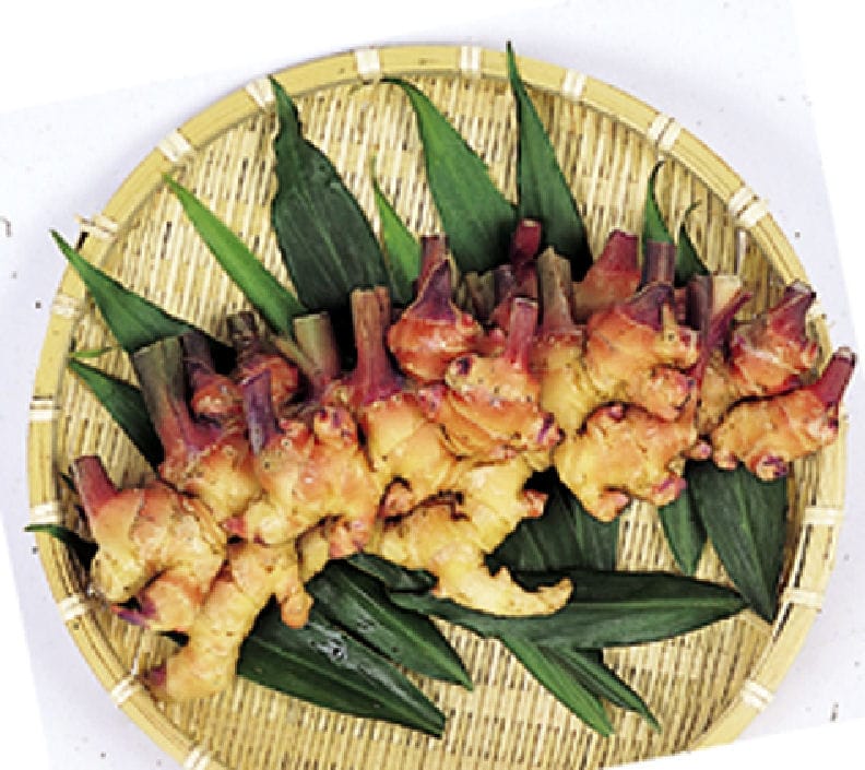 【春予約】　国産　金時生姜　３ｋｇ　【引渡予定日：４／１１（土）～１９（日）】