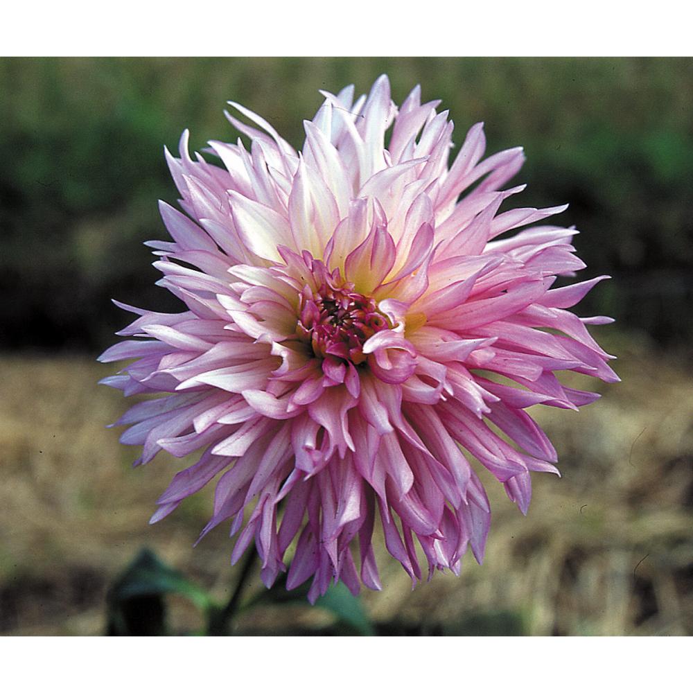 【春予約】　プラチナダリア　十和田（とわだ）　１球　【引渡予定日：４／４（土）～１２（日）】