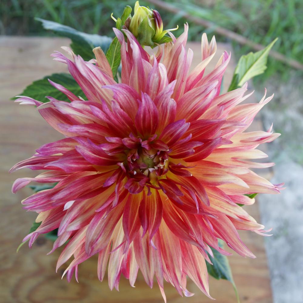 【春予約】　プラチナダリア　ペチカ　１球　【引渡予定日：４／４（土）～１２（日）】