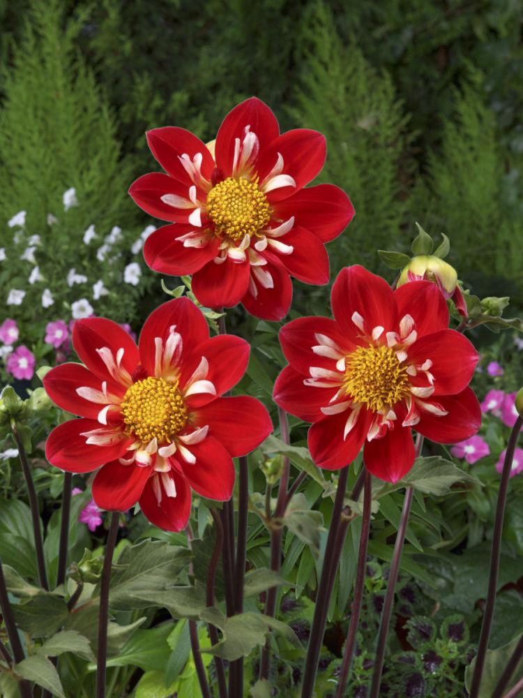 美品 ダリア 球根 １球 初雪 植物 観葉植物 Www Thefosterbox Com