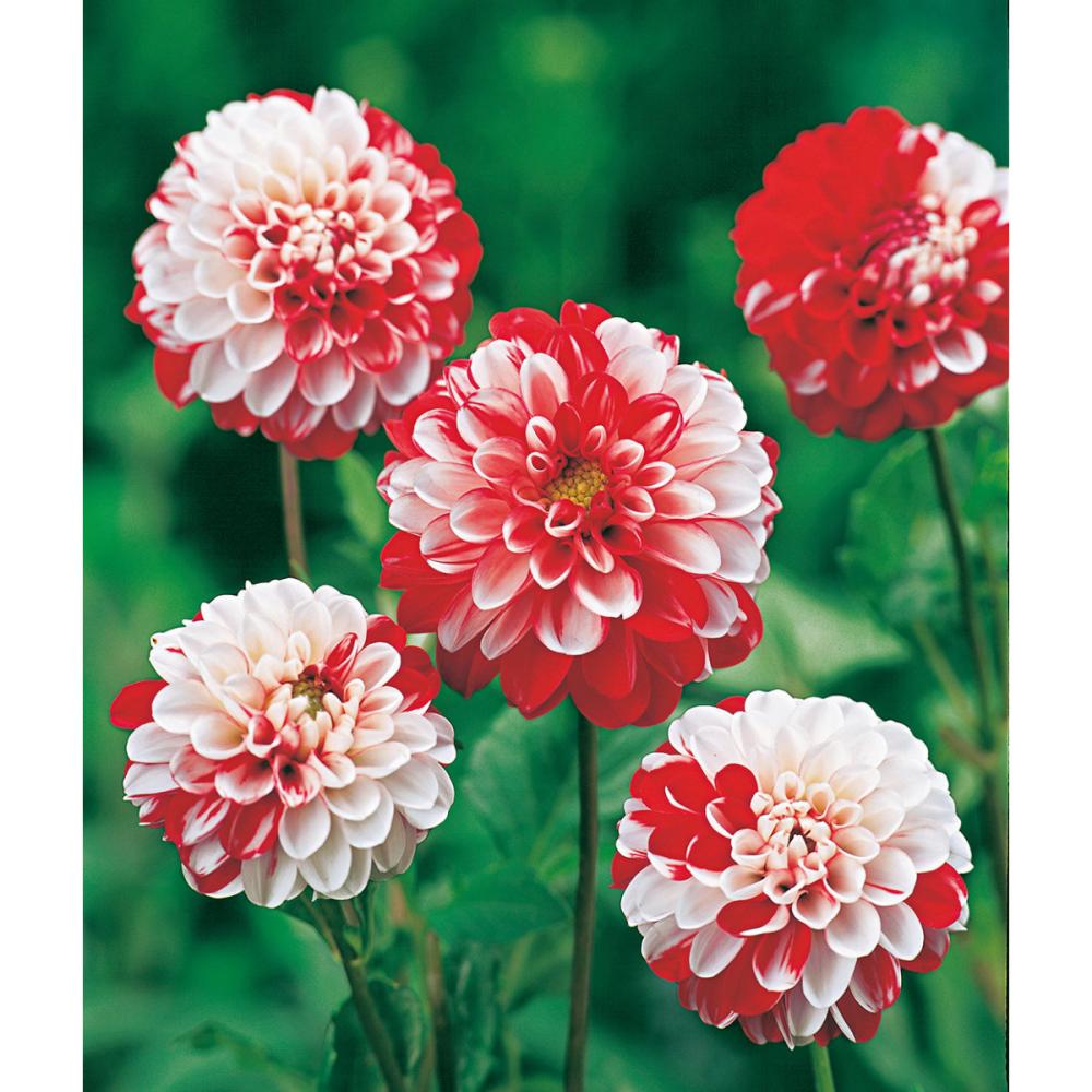 初日の出（はつひので）