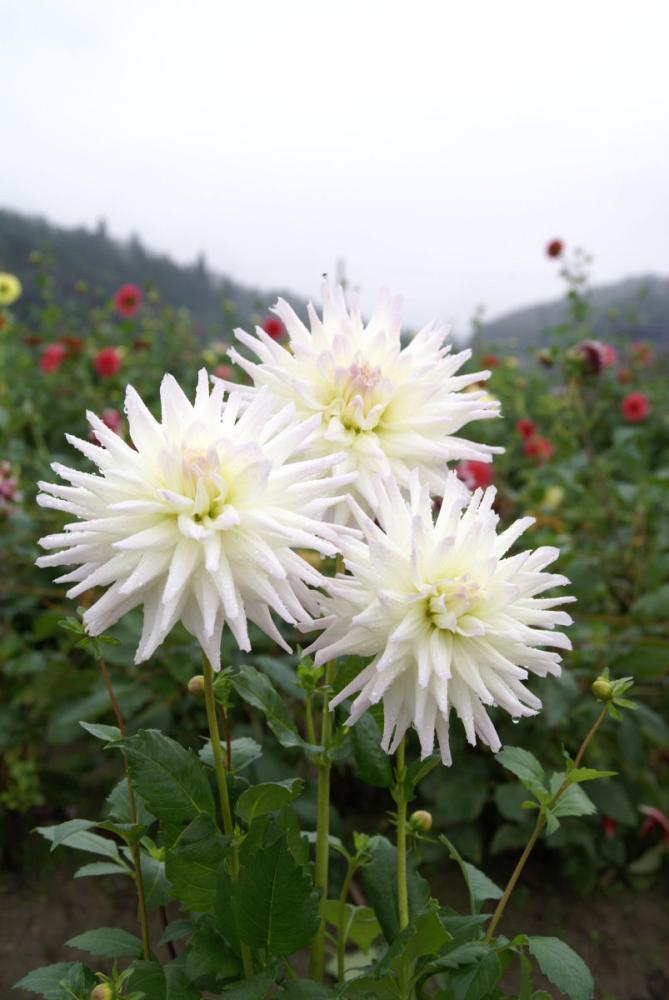 マジックモーメント