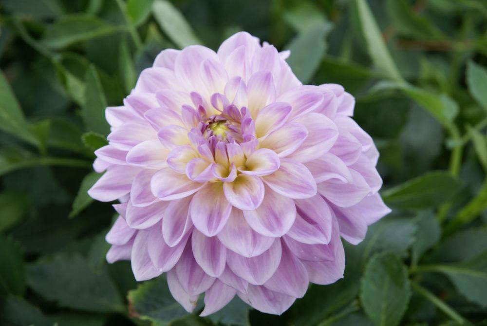 【春予約】　カットフラワーダリア　ムテキ　１球　【引渡予定日：４／４（土）～１２（日）】