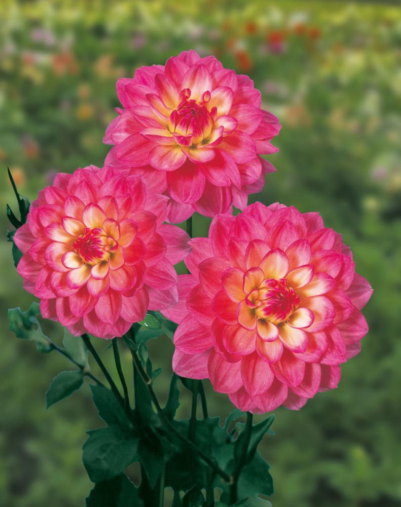 【春予約】　カットフラワーダリア　音江桜（おとえざくら）　１球　【引渡予定日：４／４（土）～１２（日）】