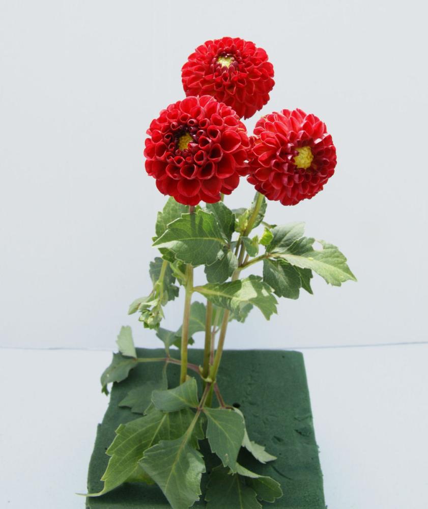 ダーリンルージュ