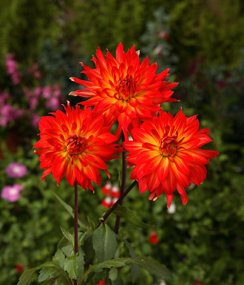 舞猩々（まいしょうじょう）