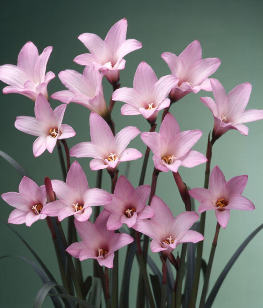 【春予約】　毎年花が咲く球根　ハブランサス　ロブスター　１０球　【引渡予定日：４／４（土）～１２（日）】