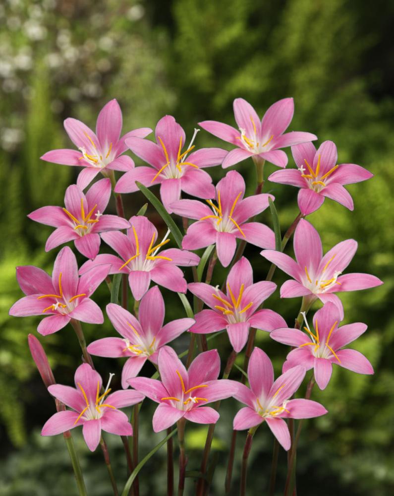 【春予約】　毎年花が咲く球根　ゼフィランサス　カリナータ　１０球　【引渡予定日：４／４（土）～１２（日）】