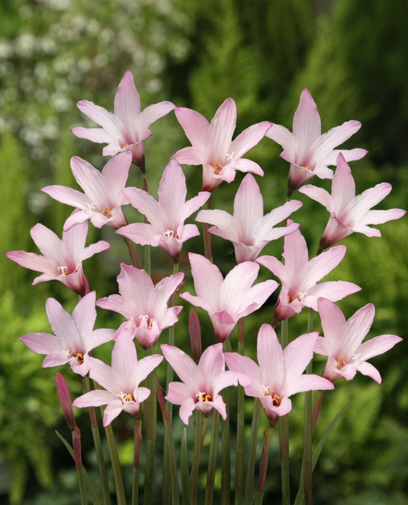 ハブランサス　チェリーピンク