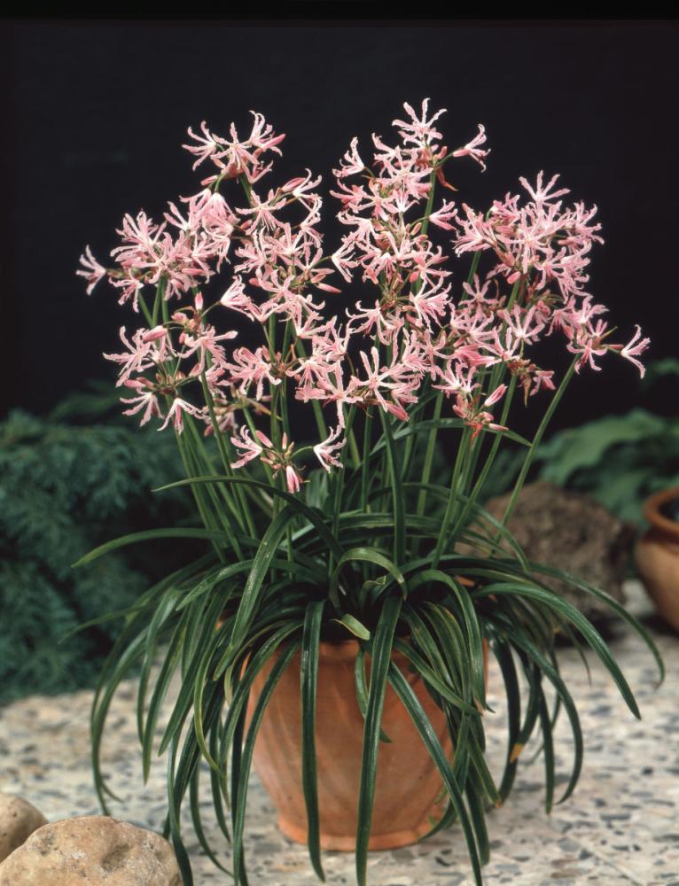 予約商品 ネリネ クリスパ １球の通販 ホームセンター コメリドットコム