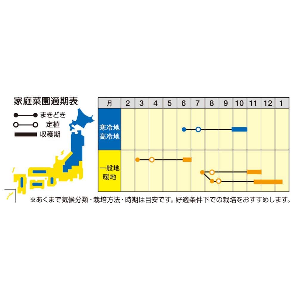 【宅配専用】　葉菜種子　極甘キャベツ　サトウくん