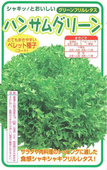 【宅配専用】　葉菜種子　レタス種子　ハンサムグリーン