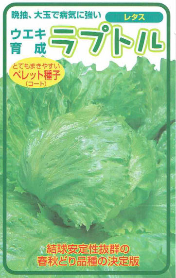 【宅配専用】　葉菜種子　レタス　ラプトル