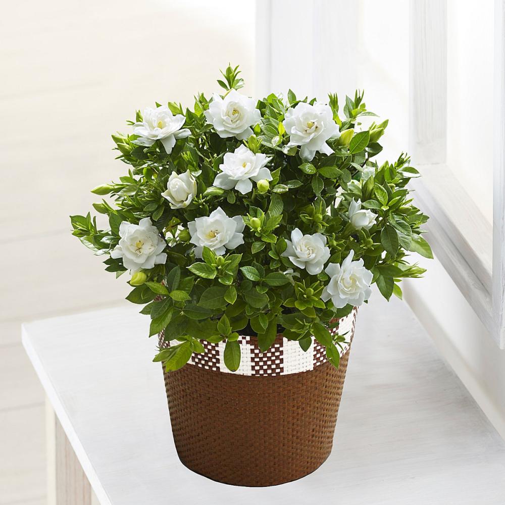 【母の日ギフト】　ガーデニア　１５ｃｍ　バスケット　【申込期限：５月６日】【お届け予定日：５月７日～１０日】