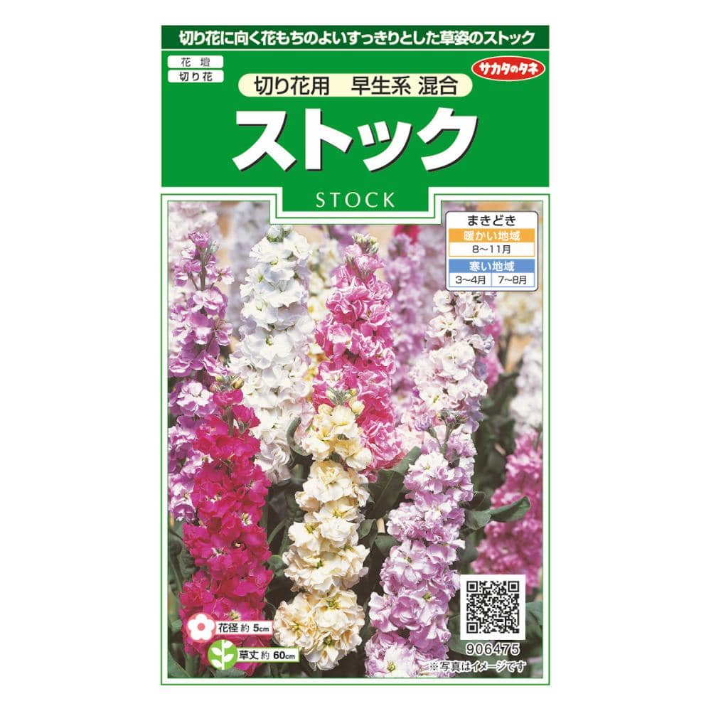 ストック　切り花用早生系混合