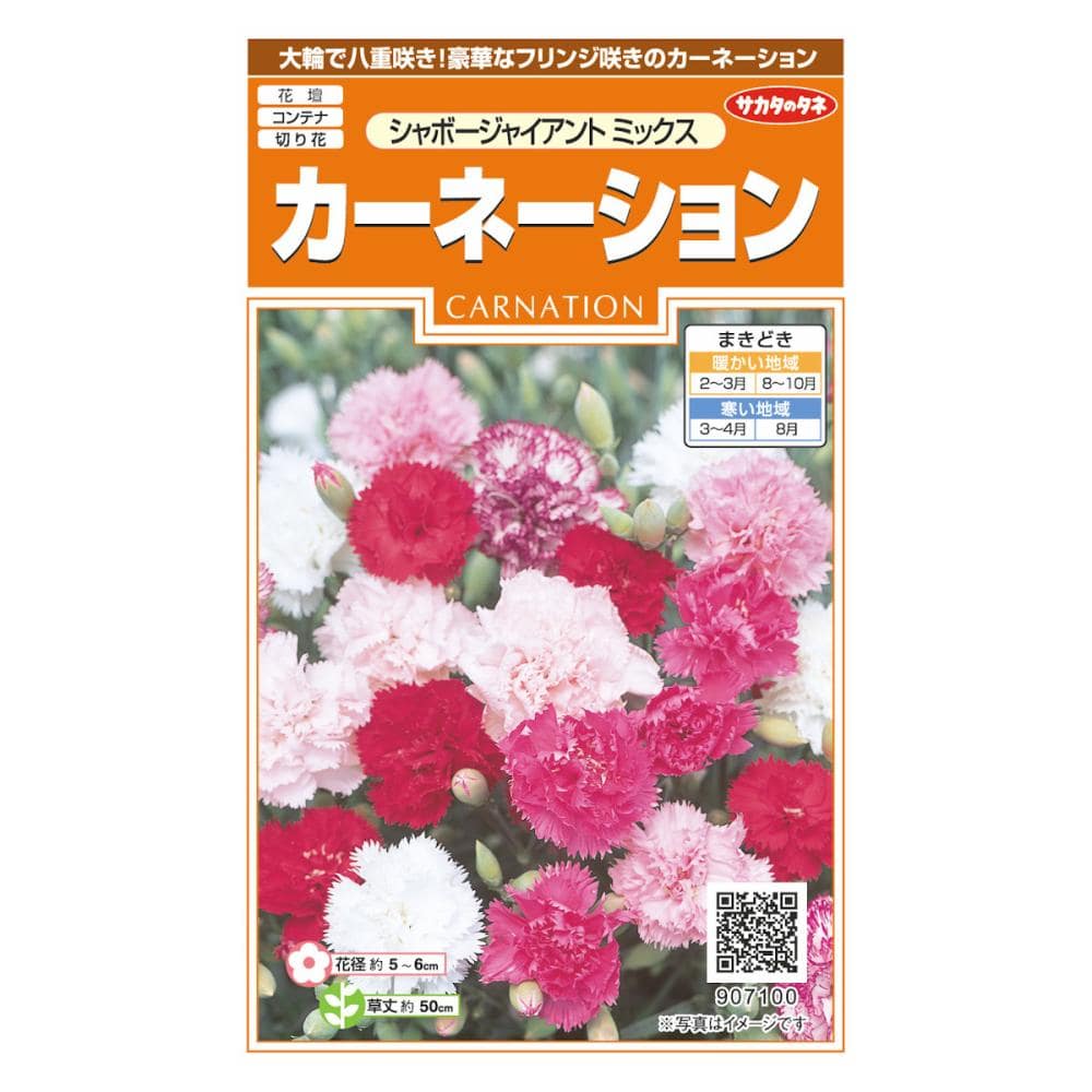 カーネーション　シャボージャイアントミックス