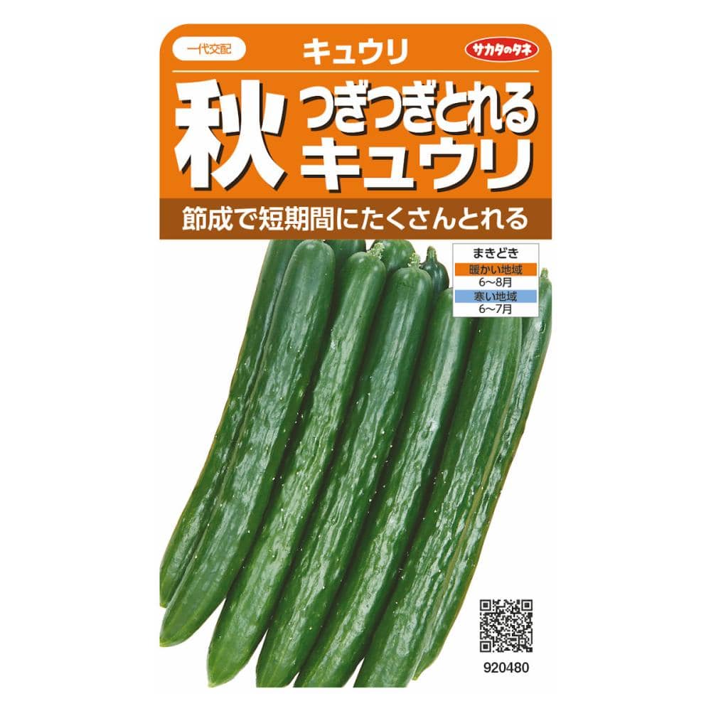 秋キュウリ　つぎつぎとれる