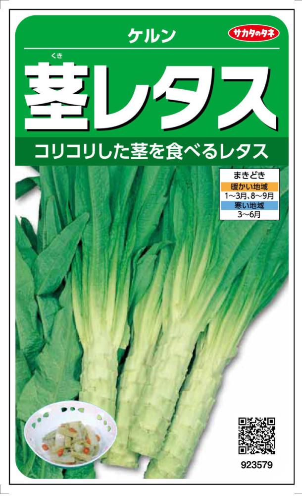 茎レタス　ケルン
