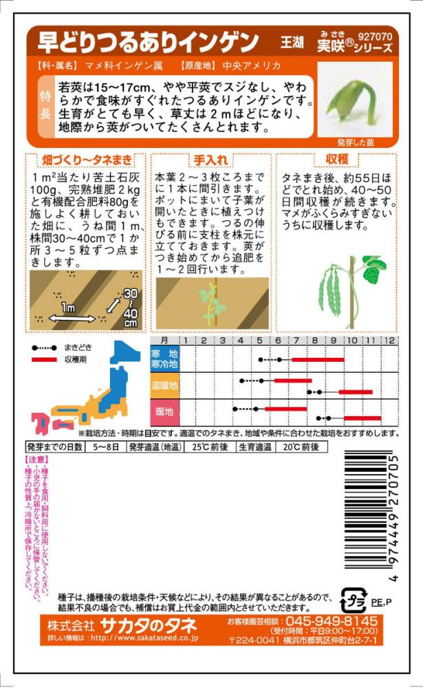 インゲン種子　早どりつるありインゲン王湖