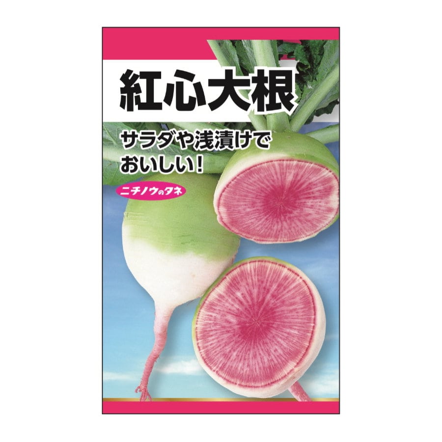 ニチノウのタネ　紅心大根