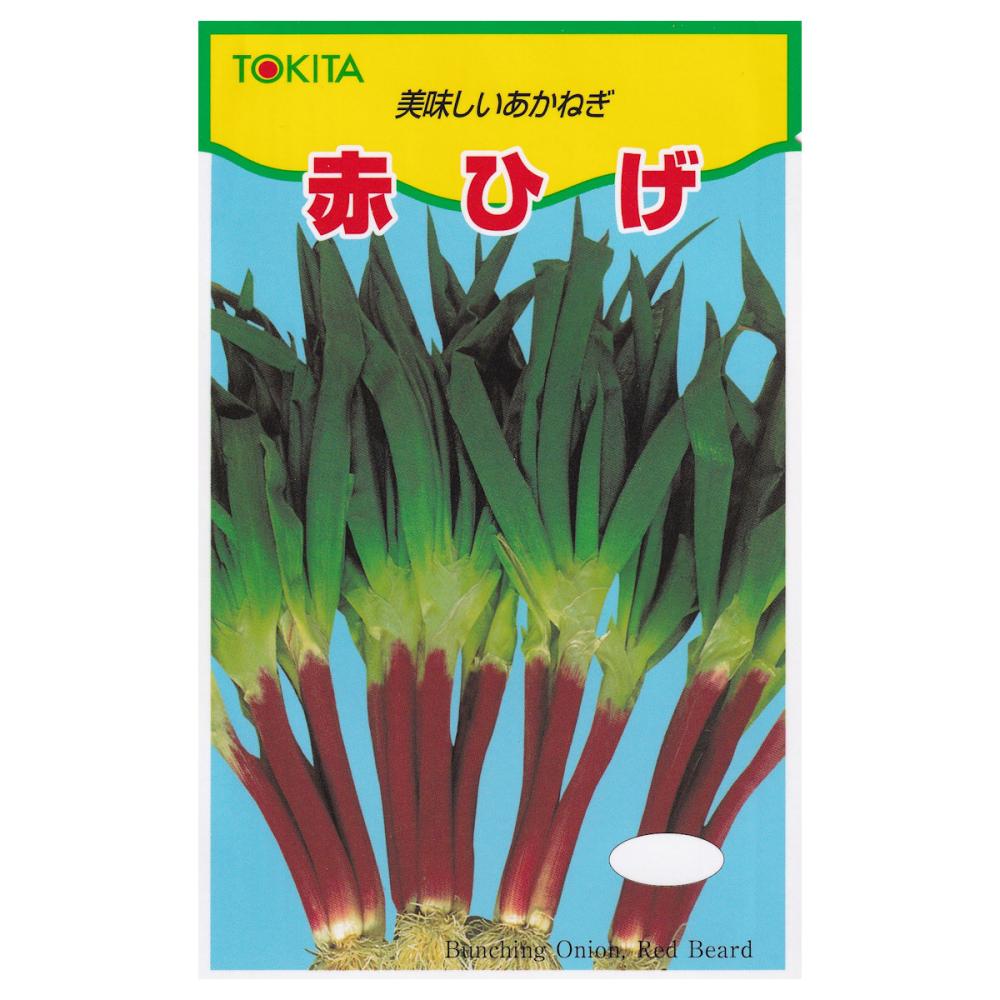【宅配専用】　葉菜種子　ネギ種子　赤ひげ　ネギ