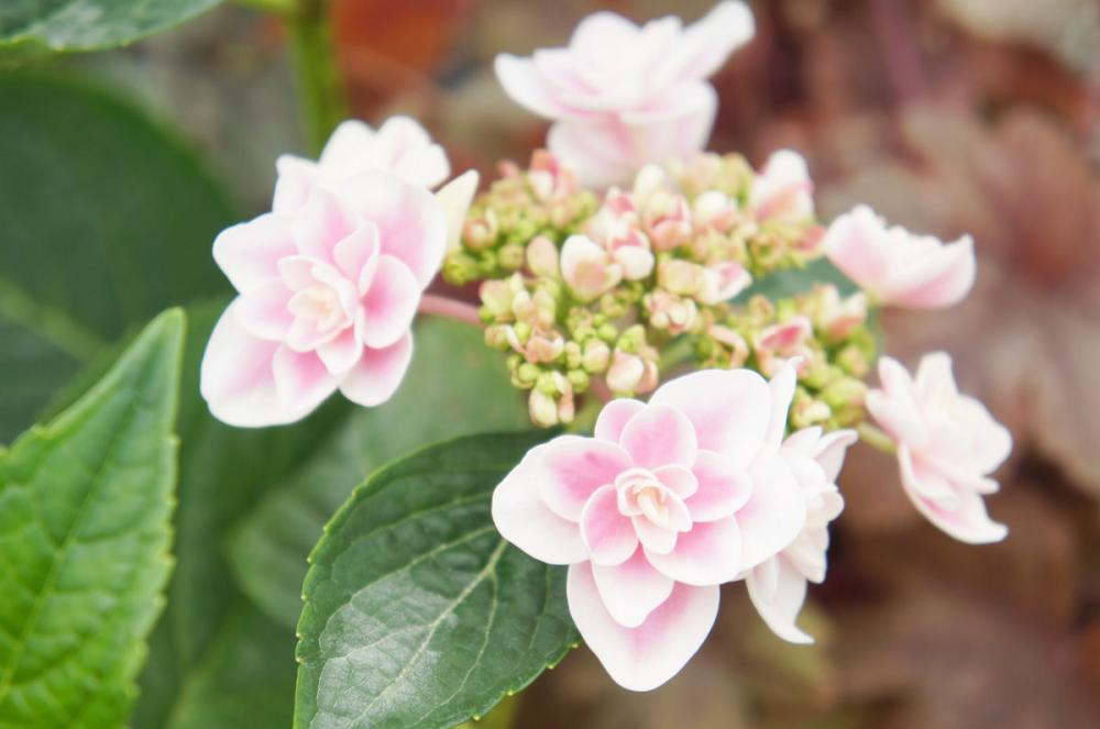 【秋予約】　加茂紫陽花　ティンカーベル　１０．５ｃｍ　【申込期限：９月２７日】【引渡予定日：１０月１０日～１８日】