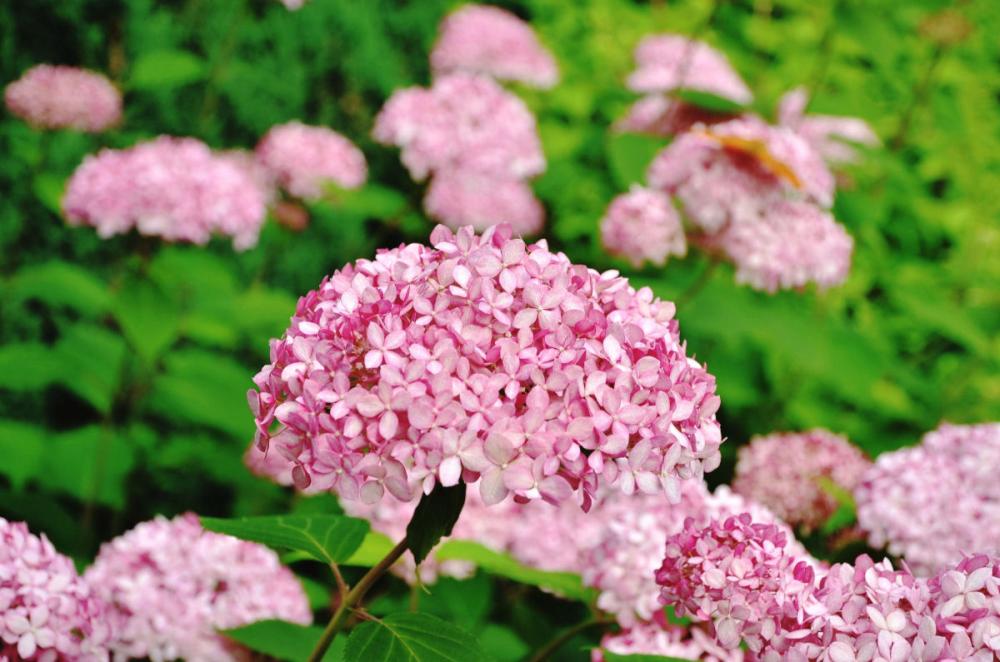 アジサイ ホームセンター通販コメリドットコム