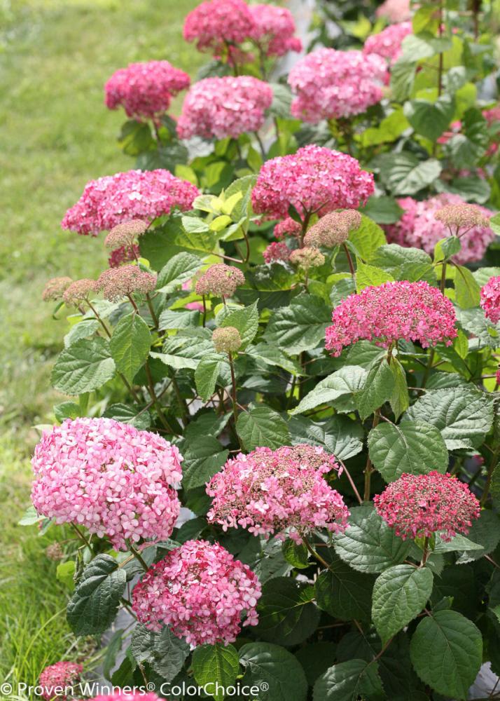 今期完売商品 アメリカアジサイ ピンクのアナベル２の通販 ホームセンター コメリドットコム