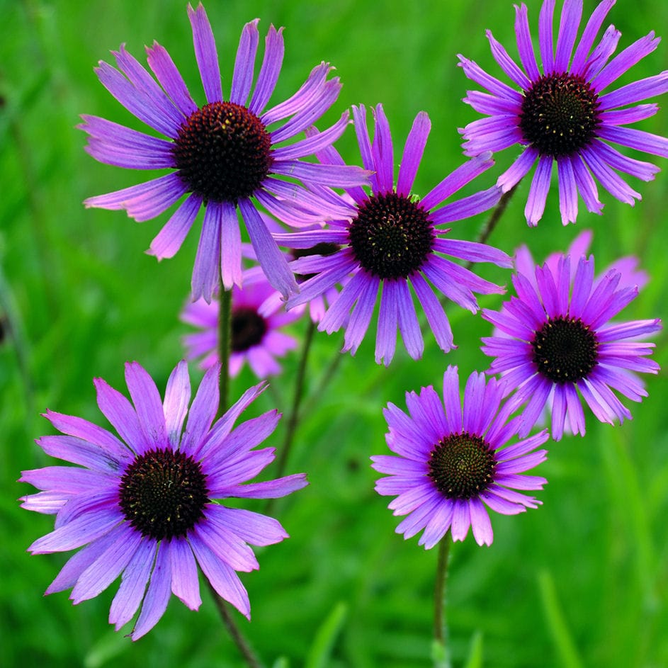 エキナセア ホームセンター通販コメリドットコム