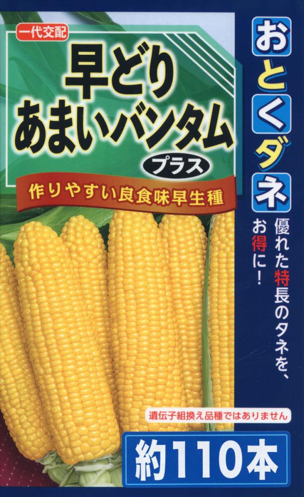 トウモロコシ種子　おとくダネ　早どりあまいバンタムプラス