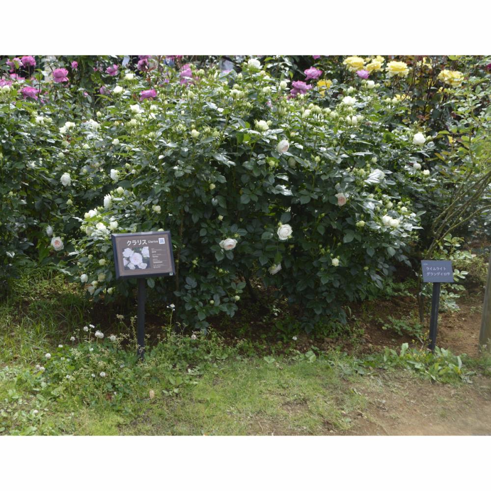 バラ予約】 クラリス 【申込期限:2月25日まで】 の通販