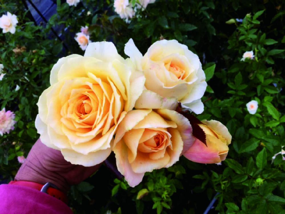 予約商品 イングリット ベタンクール プラ鉢 １８ｃｍの通販 ホームセンター コメリドットコム