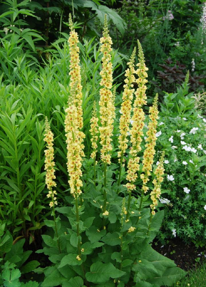 草花苗の通販価格 ホームセンター コメリドットコム
