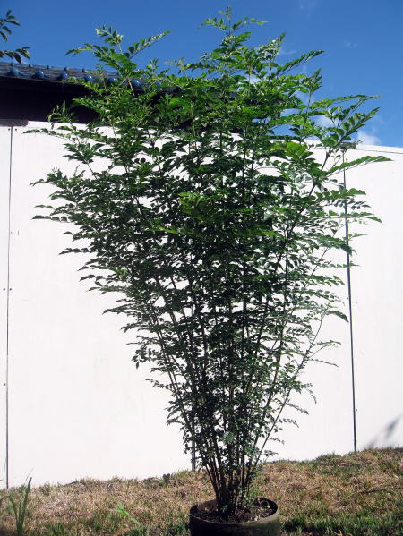 シマトネリコ　株立　樹高１．５ｍ前後