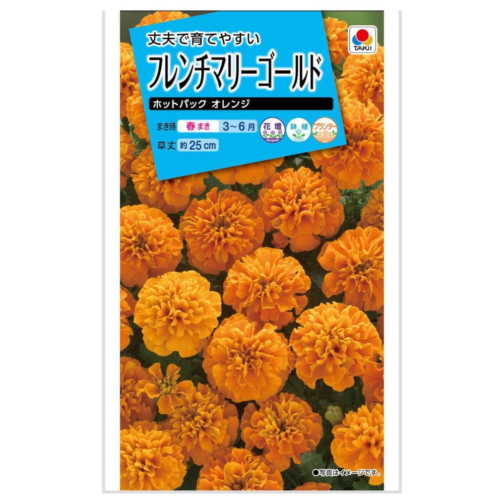 マリーゴールド種子　フレンチマリーゴールド　ホットパック　オレンジ