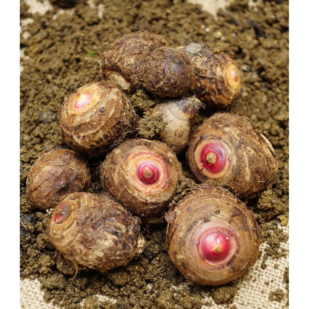 【野菜予約】　里芋　赤芽　１ｋｇ　（中国産）　【申込期限：３月１日】