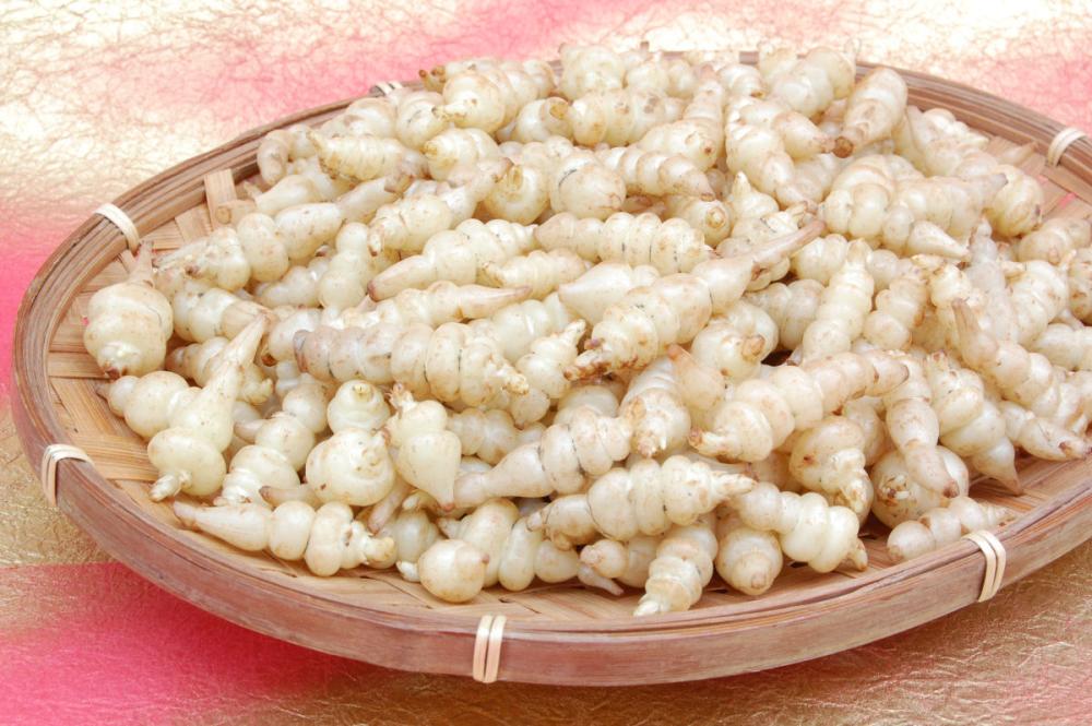 【春予約】　チョロギ　３ポットセット　【引渡予定日：４／１１（土）～１９（日）】